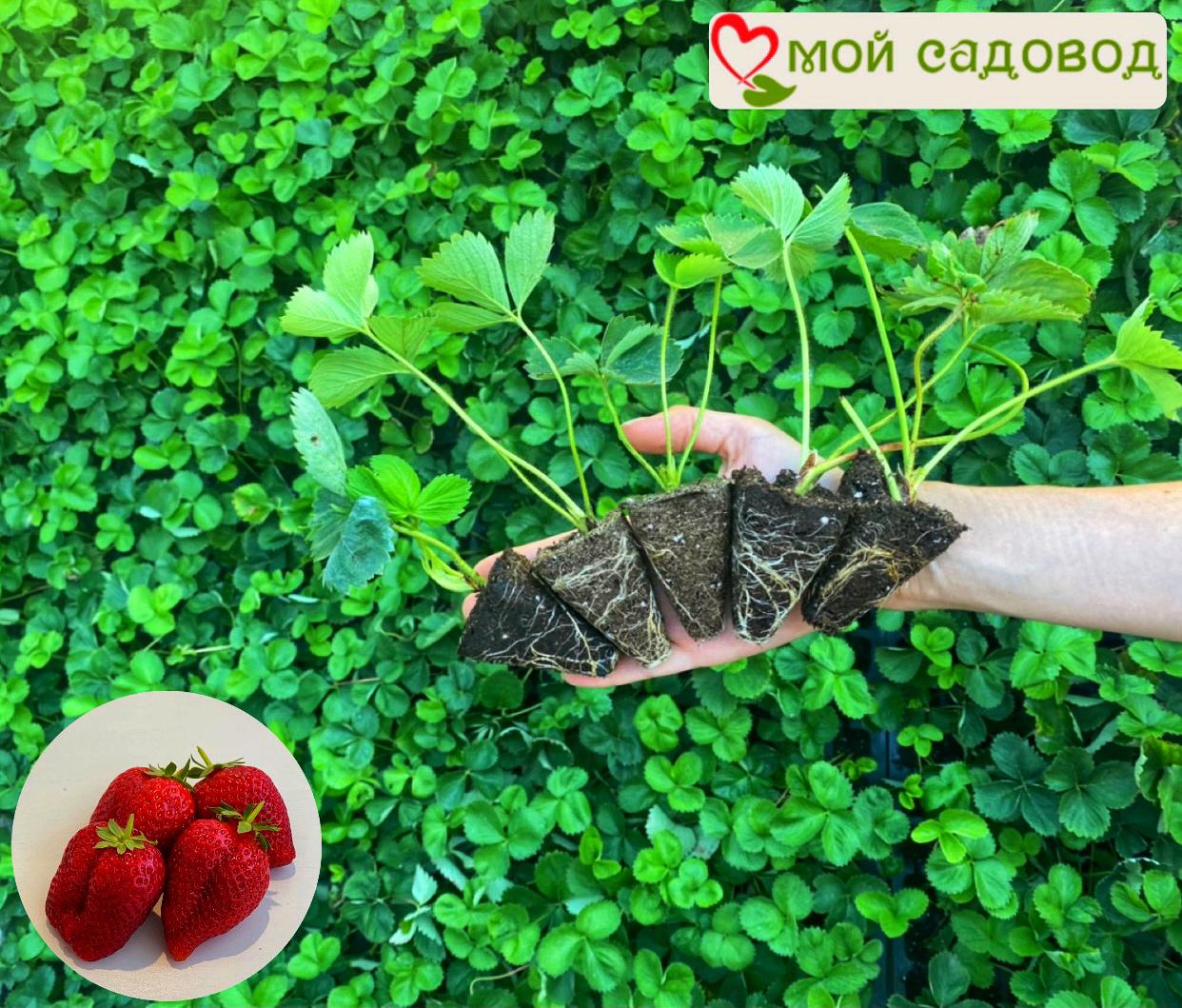 Клубника Капри: купить в Тюмени - цена 285₽ за 5 шт. - Доставка Почтой